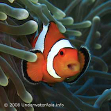 Clownfish Image
